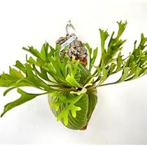 Amazon｜frog_yamato【ridleyi Center Borneo wild】リドレイ ワイルド